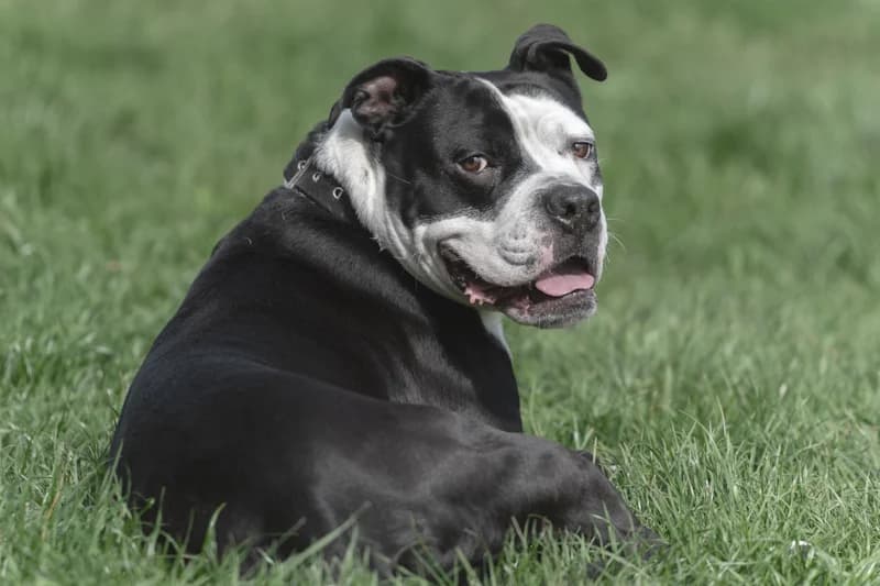 Joker, male American Staffordshire Terrier for adoption at Tierschutzverein Reutlingen, Reutlingen — photo 3 of 4
