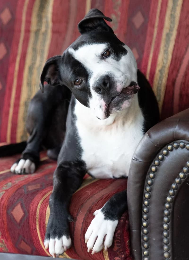 Joker, male American Staffordshire Terrier for adoption at Tierschutzverein Reutlingen, Reutlingen — photo 4 of 4
