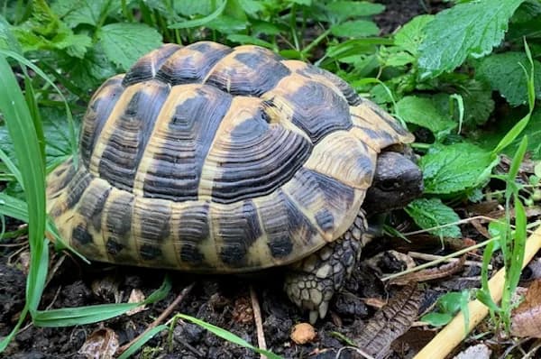 Weneg, male Mixed Breed for adoption at Tierschutzverein Reutlingen, Reutlingen