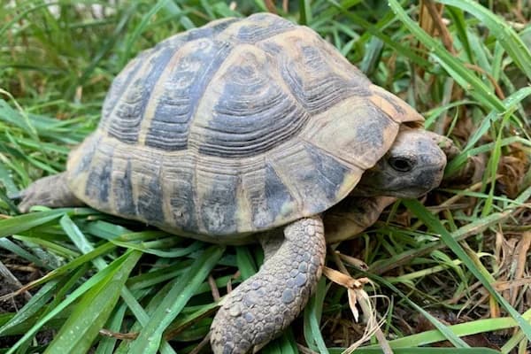Daniel Bernoulli, male Mixed Breed for adoption at Tierschutzverein Reutlingen, Reutlingen