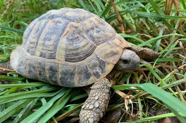 Leonardo Fibonacci, male Mixed Breed for adoption at Tierschutzverein Reutlingen, Reutlingen