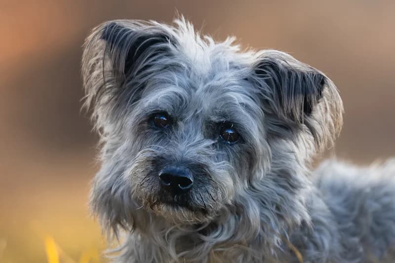 Rudi, male 7yo Mixed Breed for adoption at Tierschutzverein Reutlingen, Reutlingen