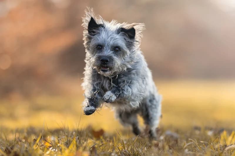 Rudi, male Mixed Breed for adoption at Tierschutzverein Reutlingen, Reutlingen — photo 2 of 4