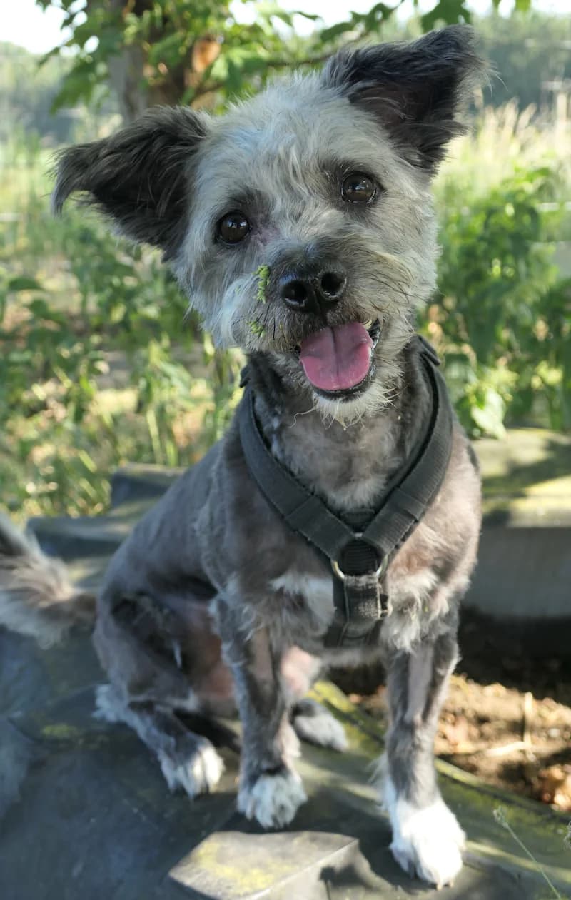 Rudi, male Mixed Breed for adoption at Tierschutzverein Reutlingen, Reutlingen — photo 3 of 4