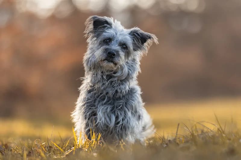 Rudi, male Mixed Breed for adoption at Tierschutzverein Reutlingen, Reutlingen — photo 4 of 4