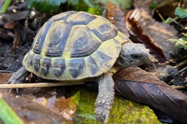 Melitta Benz,  Mixed Breed for adoption at Tierschutzverein Reutlingen, Reutlingen
