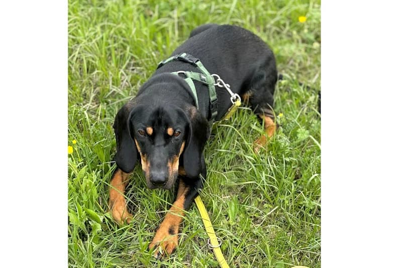 Chase, male young mixed breed for adoption at Tierschutzverein Reutlingen, Reutlingen