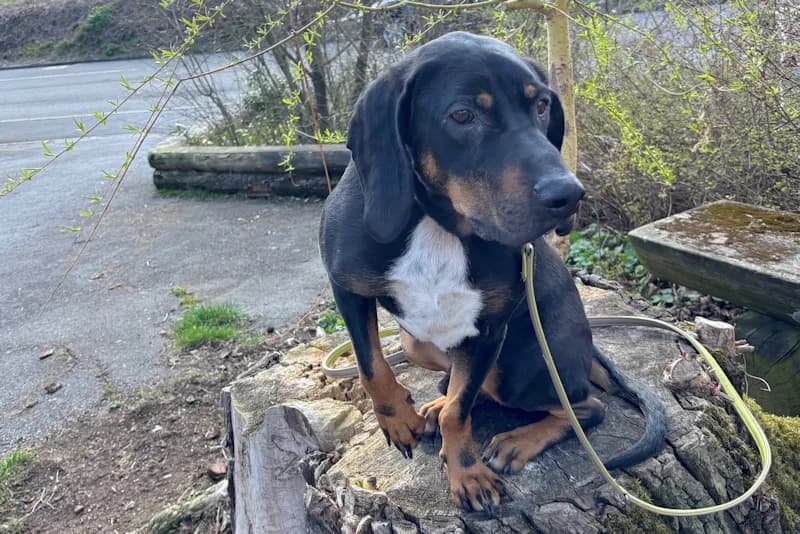 Chase, male mixed breed for adoption at Tierschutzverein Reutlingen, Reutlingen — photo 2 of 4