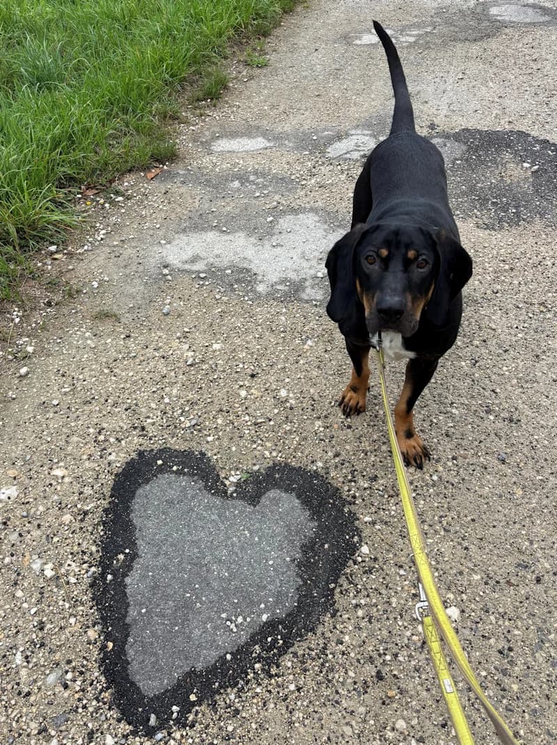 Chase, male mixed breed for adoption at Tierschutzverein Reutlingen, Reutlingen — photo 3 of 4