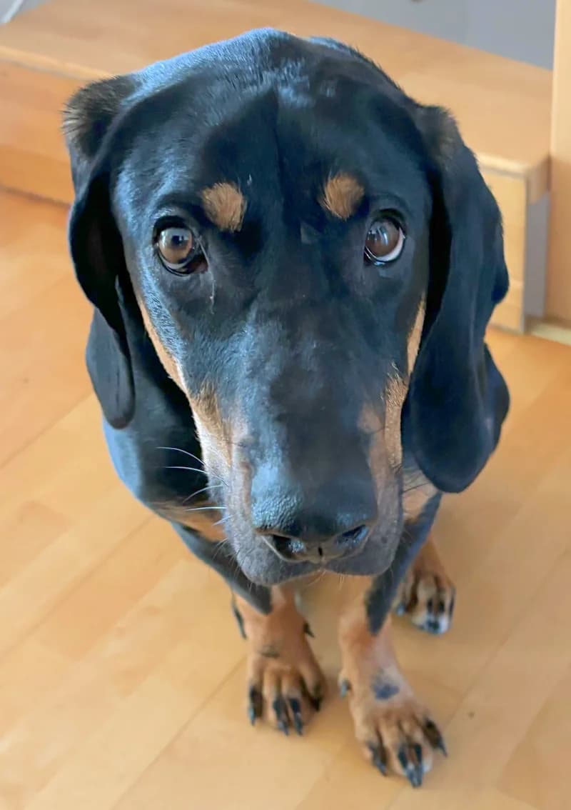 Chase, male mixed breed for adoption at Tierschutzverein Reutlingen, Reutlingen — photo 4 of 4