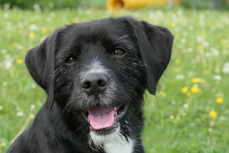 Ricky, male 5yo Mixed Breed for adoption at Tierschutzverein Reutlingen, Reutlingen