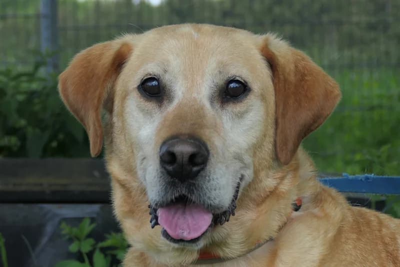 Leo, male senior Labrador Retriever for adoption at Tierschutzverein Reutlingen, Reutlingen