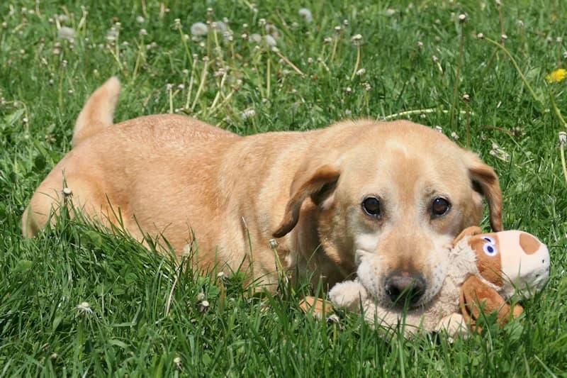 Leo, male Labrador Retriever for adoption at Tierschutzverein Reutlingen, Reutlingen — photo 2 of 4