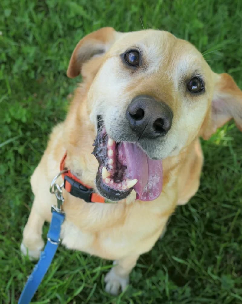 Leo, male Labrador Retriever for adoption at Tierschutzverein Reutlingen, Reutlingen — photo 3 of 4