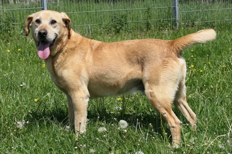 Leo, male Labrador Retriever for adoption at Tierschutzverein Reutlingen, Reutlingen — photo 4 of 4
