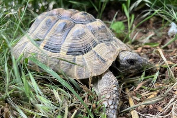 Montuno, male Mixed Breed for adoption at Tierschutzverein Reutlingen, Reutlingen