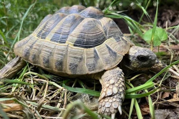 Palotás, male Mixed Breed for adoption at Tierschutzverein Reutlingen, Reutlingen