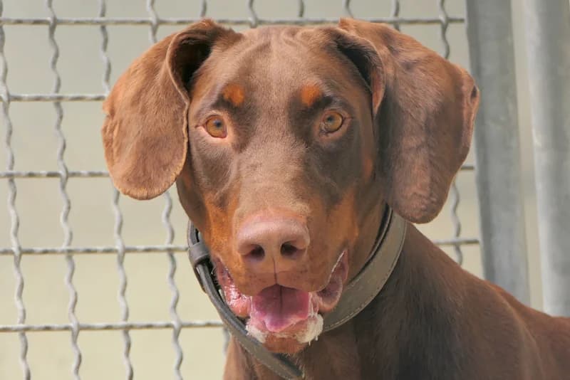 Rocky, male 4yo Doberman for adoption at Tierschutzverein Reutlingen, Reutlingen