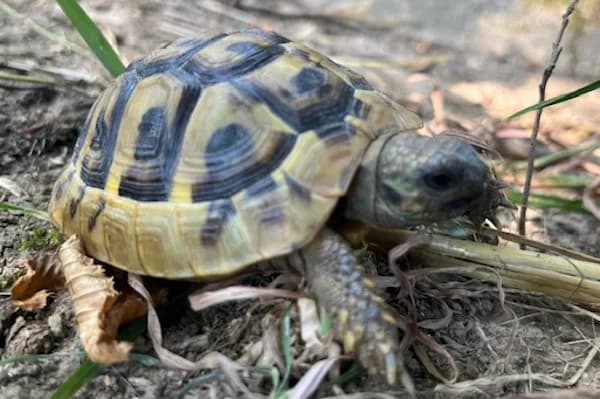 Mazurka,  Mixed Breed for adoption at Tierschutzverein Reutlingen, Reutlingen