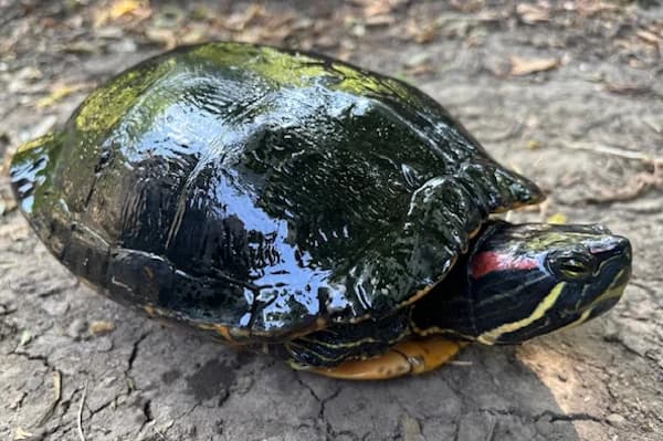 Merengue, female Mixed Breed for adoption at Tierschutzverein Reutlingen, Reutlingen