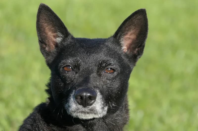 Cala, female 5yo Mixed Breed for adoption at Tierschutzverein Reutlingen, Reutlingen