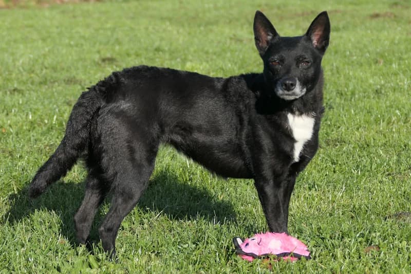 Cala, female Mixed Breed for adoption at Tierschutzverein Reutlingen, Reutlingen — photo 2 of 4