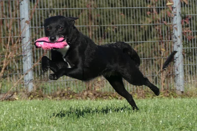 Cala, female Mixed Breed for adoption at Tierschutzverein Reutlingen, Reutlingen — photo 3 of 4