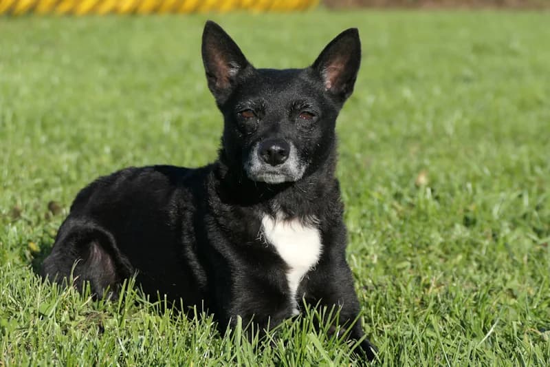 Cala, female Mixed Breed for adoption at Tierschutzverein Reutlingen, Reutlingen — photo 4 of 4