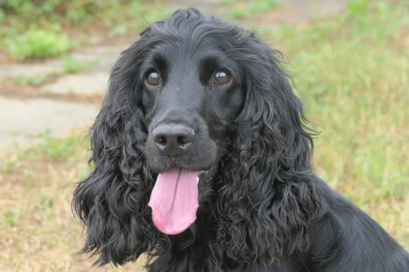 Fioko, male 5yo Cocker Spaniel for adoption at Tierschutzverein Reutlingen, Reutlingen