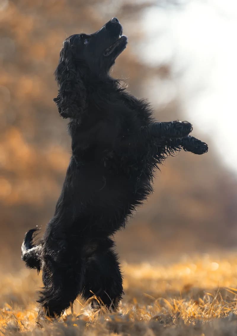 Fioko, male Cocker Spaniel for adoption at Tierschutzverein Reutlingen, Reutlingen — photo 3 of 4