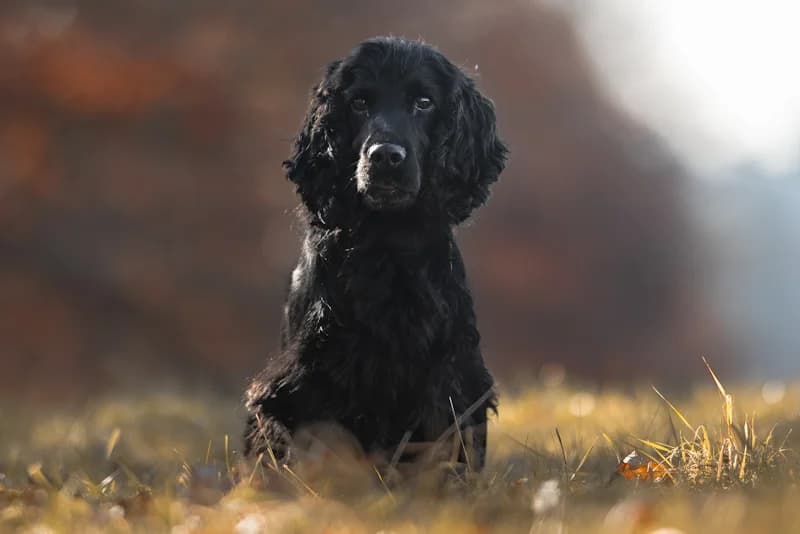Fioko, male Cocker Spaniel for adoption at Tierschutzverein Reutlingen, Reutlingen — photo 4 of 4