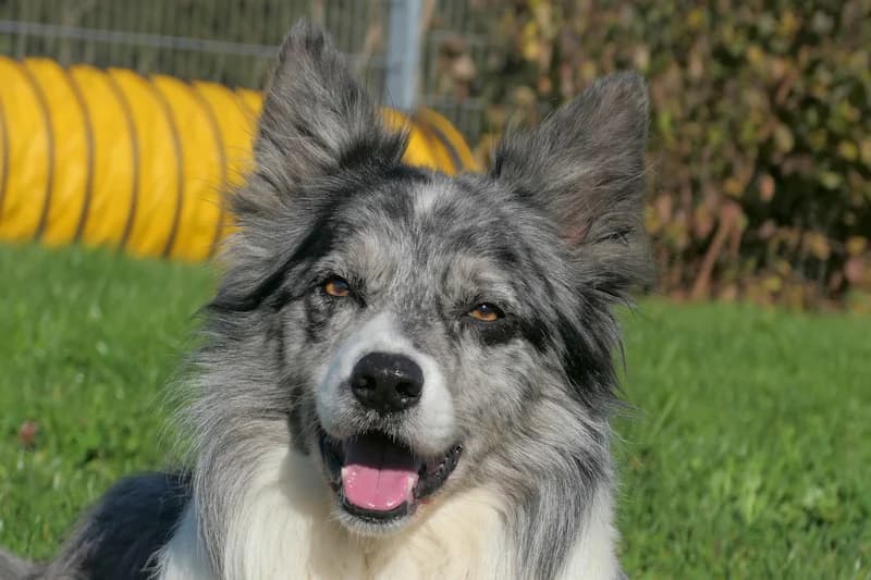 Moritz, male Border Collie for adoption at Tierschutzverein Reutlingen, Reutlingen