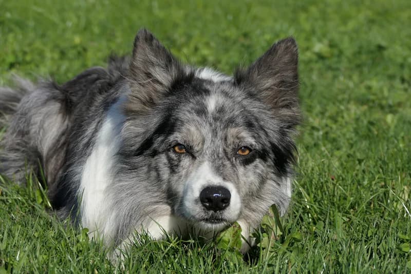Moritz, male Border Collie for adoption at Tierschutzverein Reutlingen, Reutlingen — photo 2 of 4
