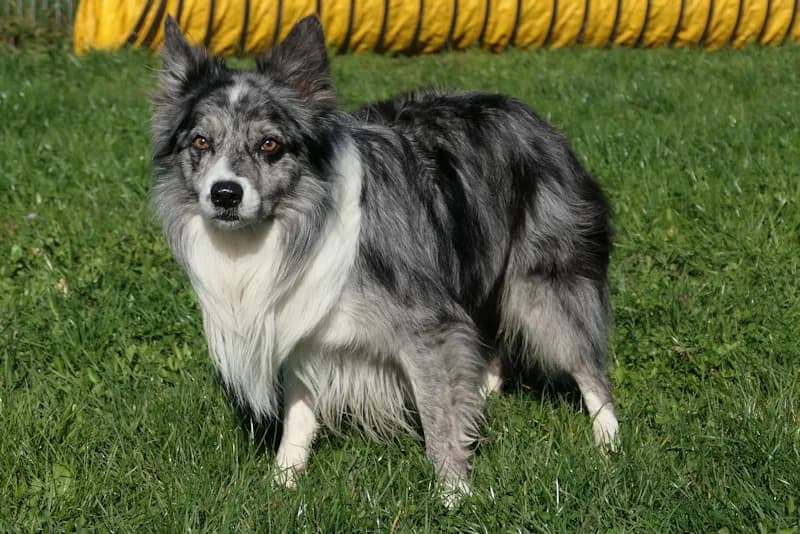 Moritz, male Border Collie for adoption at Tierschutzverein Reutlingen, Reutlingen — photo 3 of 4