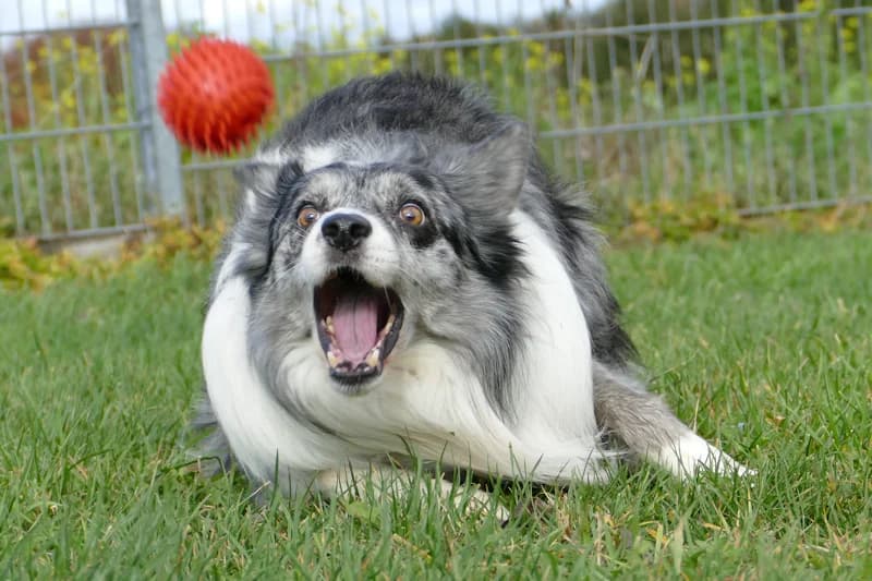Moritz, male Border Collie for adoption at Tierschutzverein Reutlingen, Reutlingen — photo 4 of 4