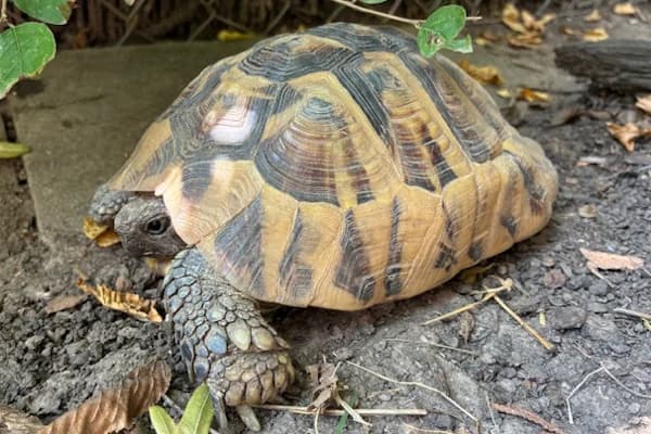 Rukavice, female Mixed Breed for adoption at Tierschutzverein Reutlingen, Reutlingen