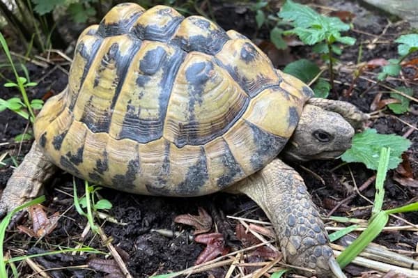 Griphook, male Mixed Breed for adoption at Tierschutzverein Reutlingen, Reutlingen