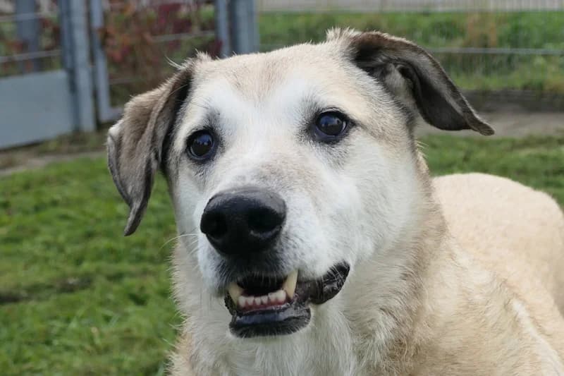 Elmo, male senior Mixed Breed for adoption at Tierschutzverein Reutlingen, Reutlingen