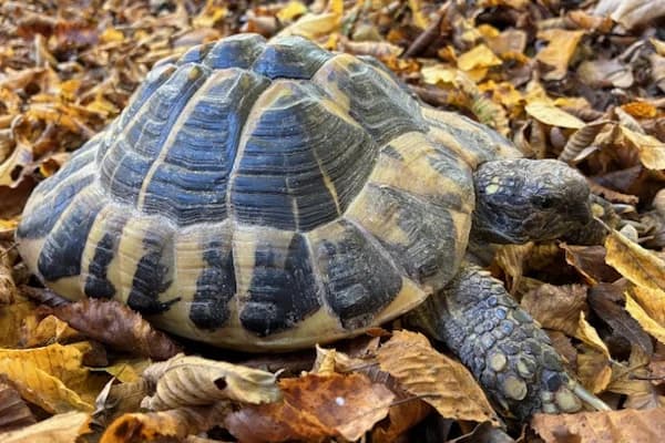 Kendra Dumbledore, female Mixed Breed for adoption at Tierschutzverein Reutlingen, Reutlingen