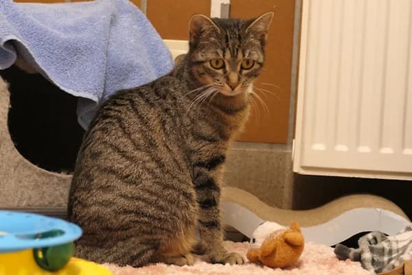 Heiderose, female mixed breed for adoption at Tierschutzverein Reutlingen, Reutlingen