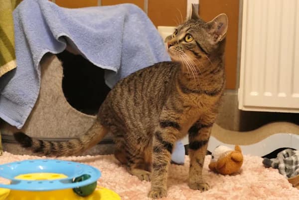 Heiderose, female mixed breed for adoption at Tierschutzverein Reutlingen, Reutlingen — photo 2 of 2