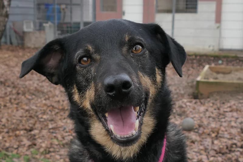 Bento, male Mixed Breed for adoption at Tierschutzverein Reutlingen, Reutlingen