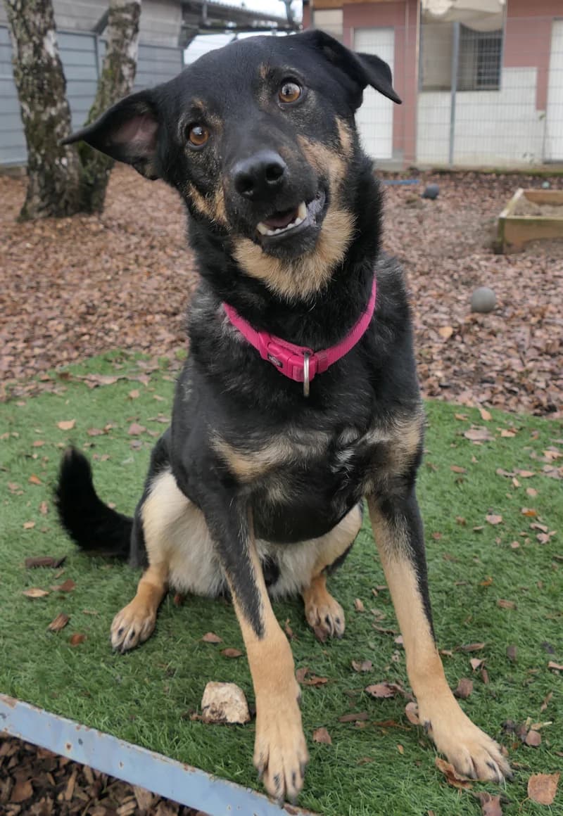 Bento, male Mixed Breed for adoption at Tierschutzverein Reutlingen, Reutlingen — photo 2 of 3