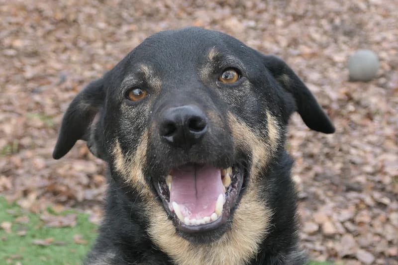 Bento, male Mixed Breed for adoption at Tierschutzverein Reutlingen, Reutlingen — photo 3 of 3