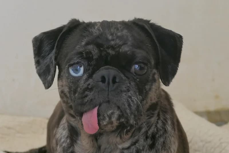 Marianne, female Pug for adoption at Tierschutzverein Reutlingen, Reutlingen