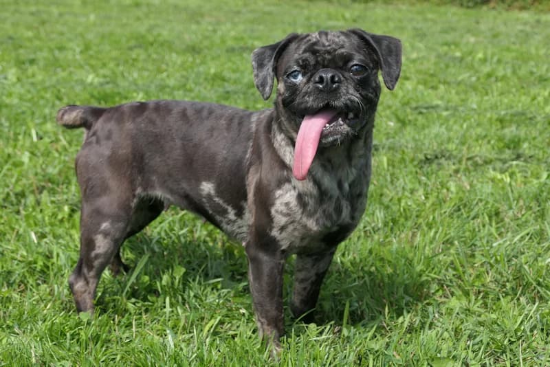 Marianne, female Pug for adoption at Tierschutzverein Reutlingen, Reutlingen — photo 2 of 4
