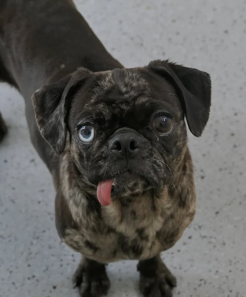 Marianne, female Pug for adoption at Tierschutzverein Reutlingen, Reutlingen — photo 3 of 4