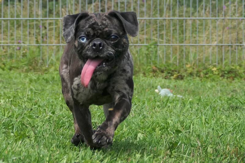 Marianne, female Pug for adoption at Tierschutzverein Reutlingen, Reutlingen — photo 4 of 4