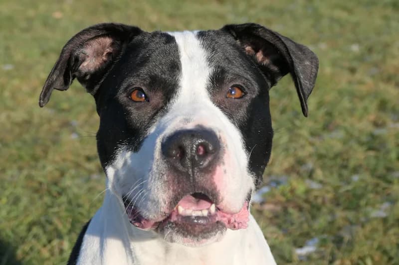 Esmé, female American Staffordshire Terrier for adoption at Tierschutzverein Reutlingen, Reutlingen