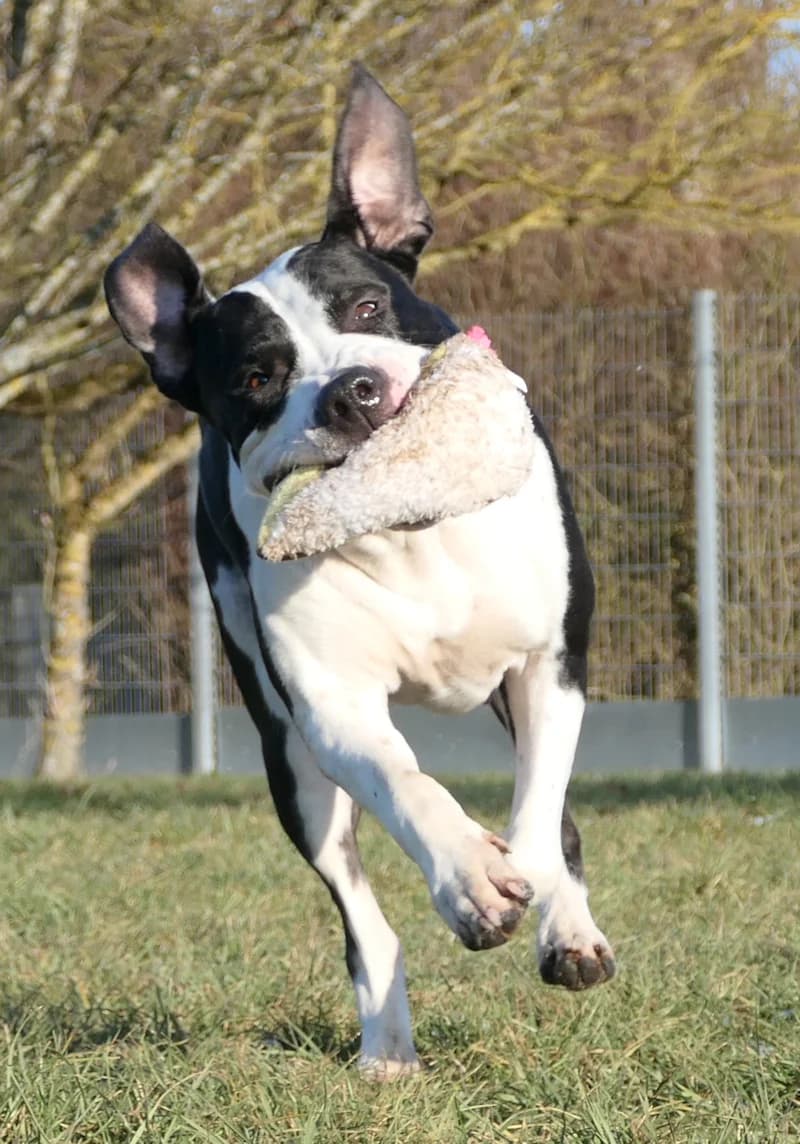 Esmé, female American Staffordshire Terrier for adoption at Tierschutzverein Reutlingen, Reutlingen — photo 2 of 4